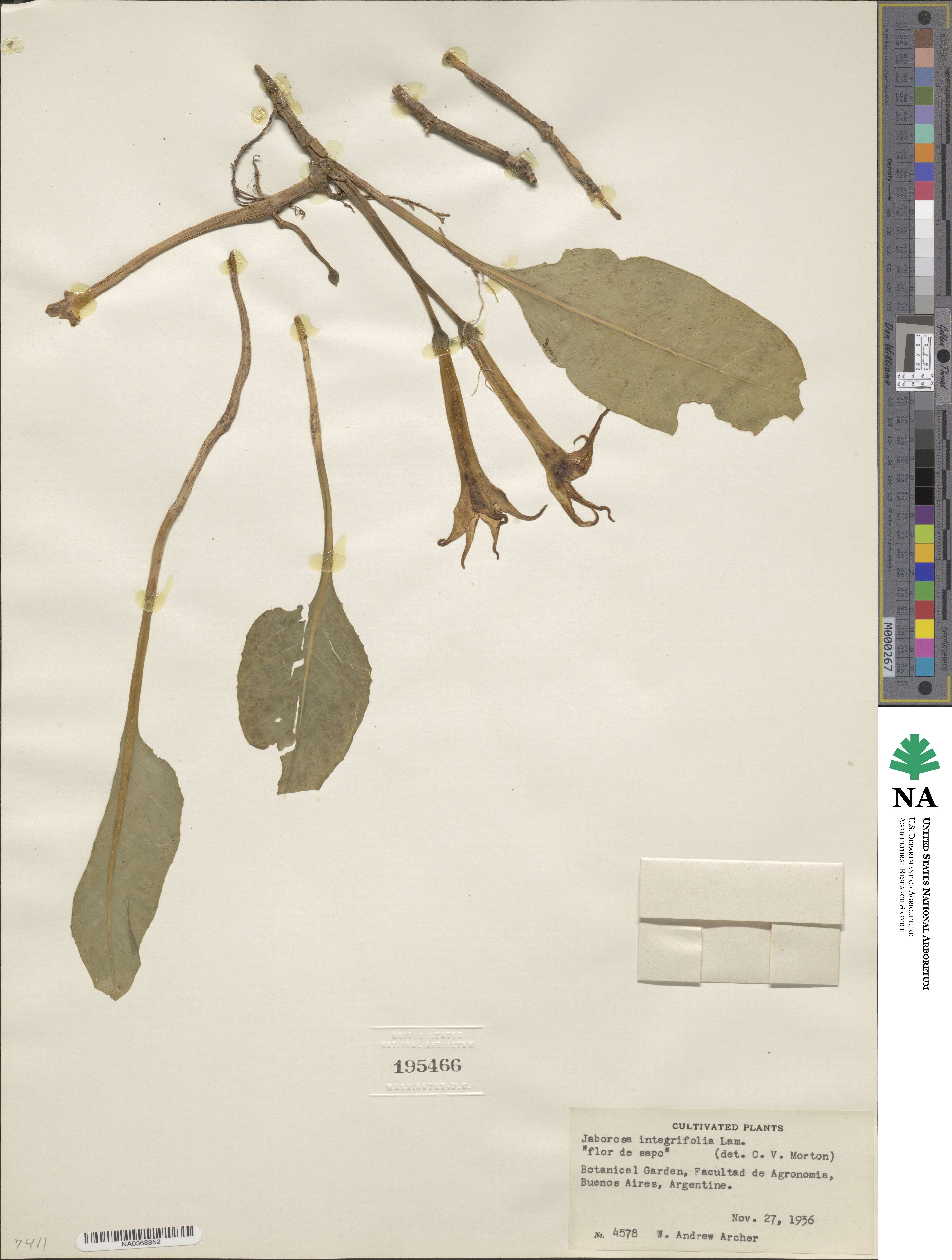 Jaborosa integrifolia image