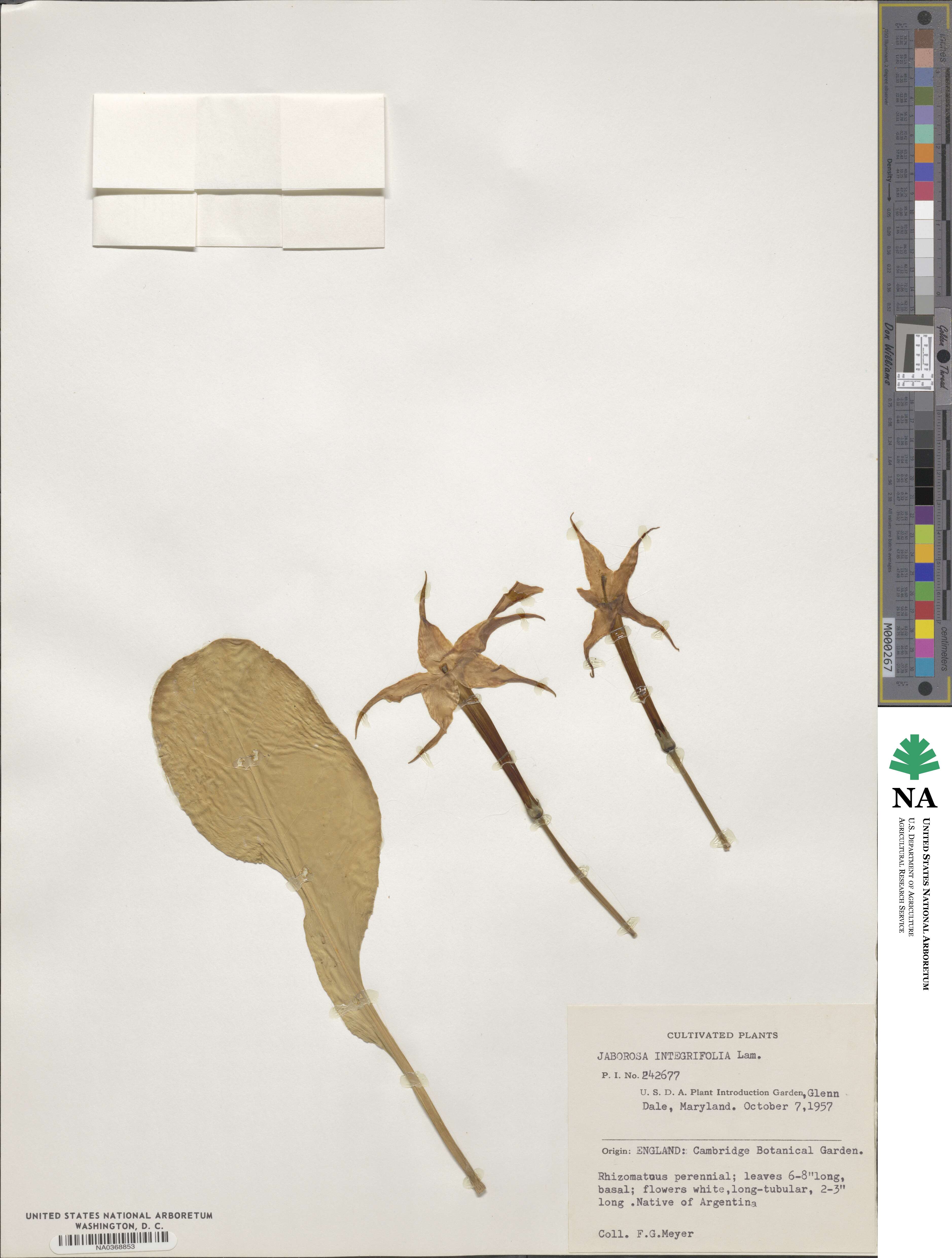 Jaborosa integrifolia image