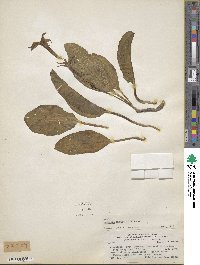 Jaborosa integrifolia image