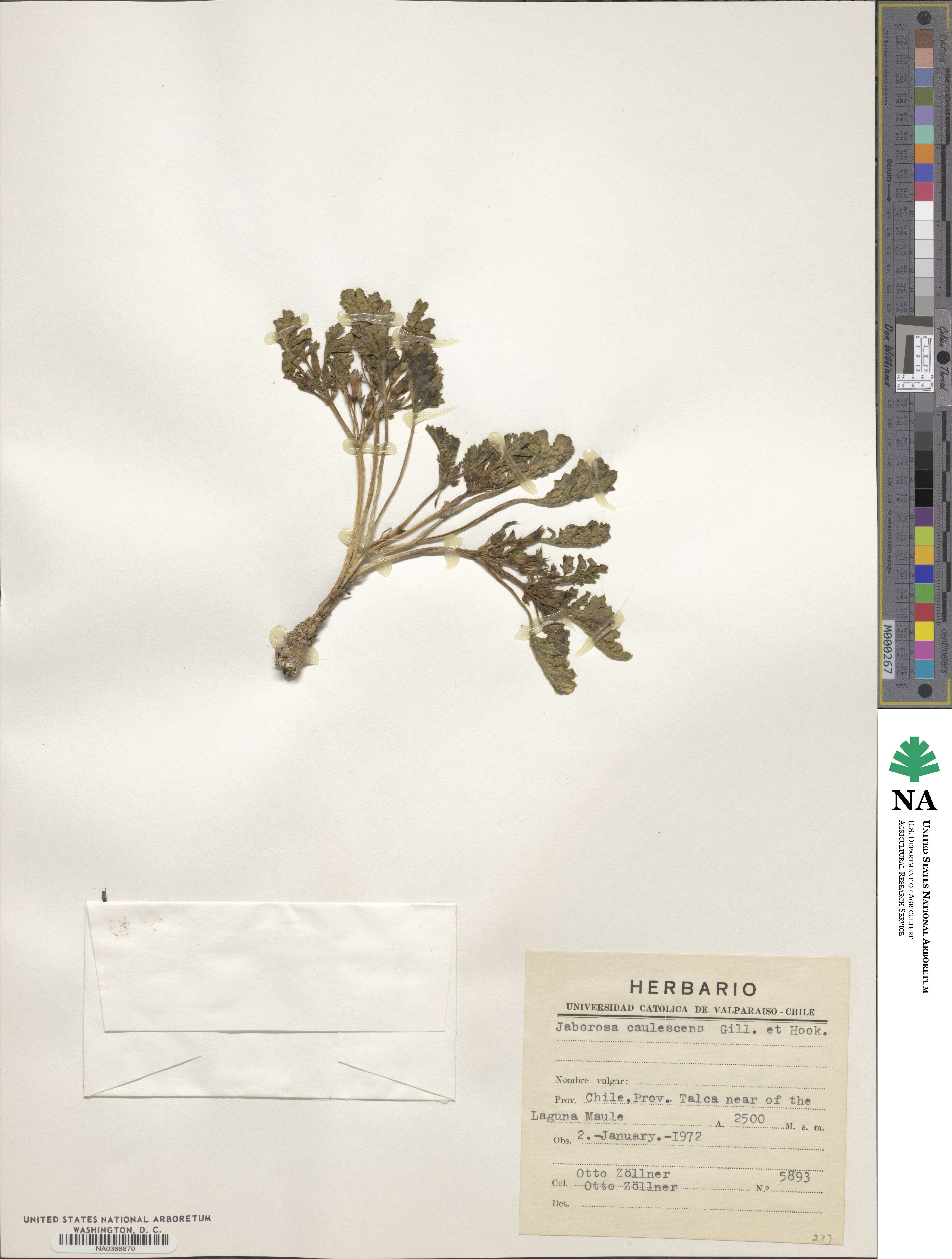 Jaborosa caulescens image