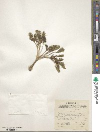 Jaborosa caulescens image