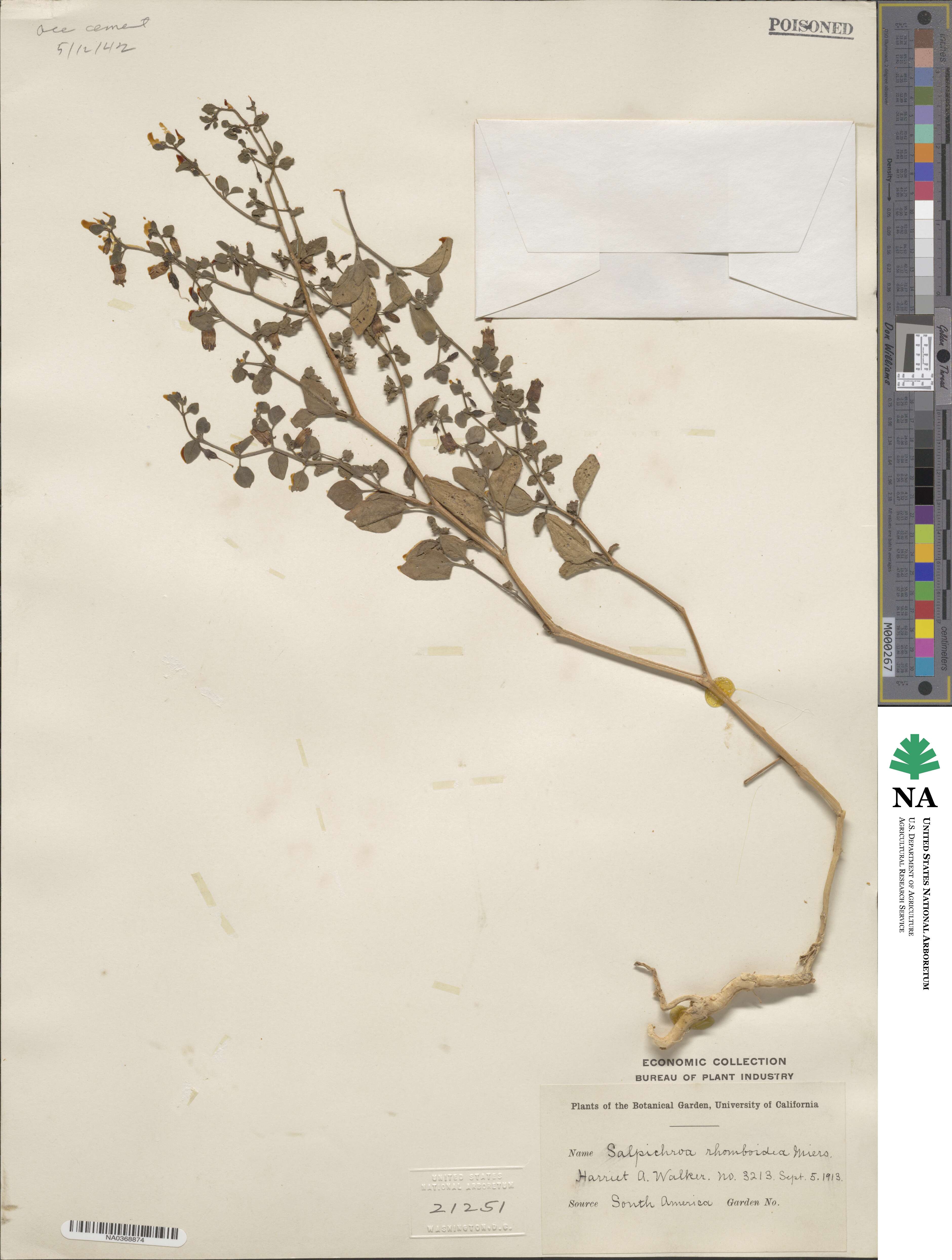 Salpichroa image