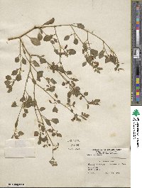 Salpichroa origanifolia image