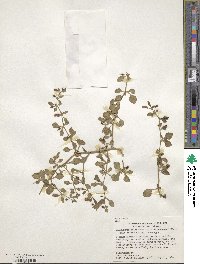 Salpichroa origanifolia image