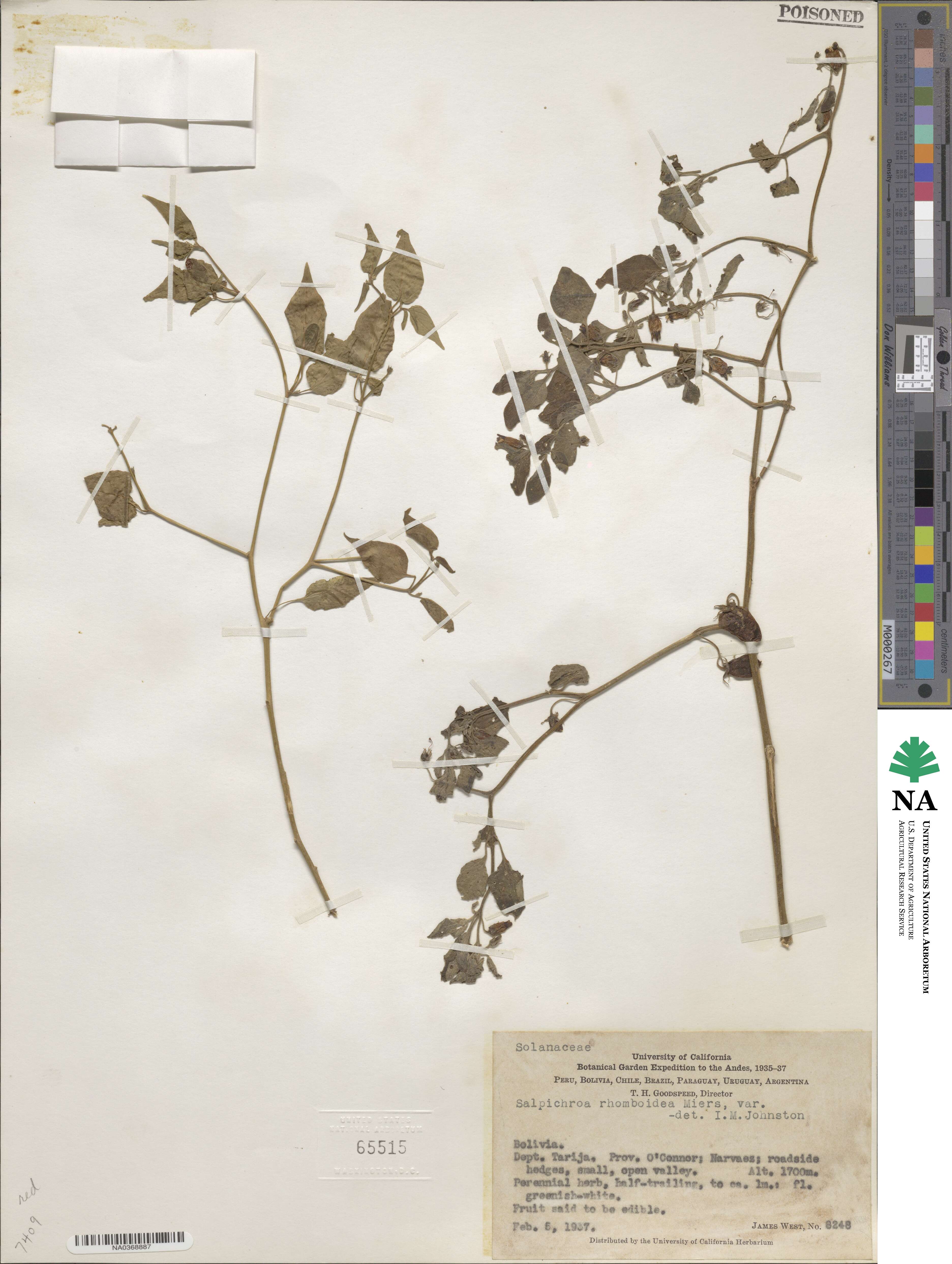 Salpichroa origanifolia image