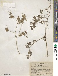 Salpichroa origanifolia image