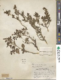 Salpichroa origanifolia image