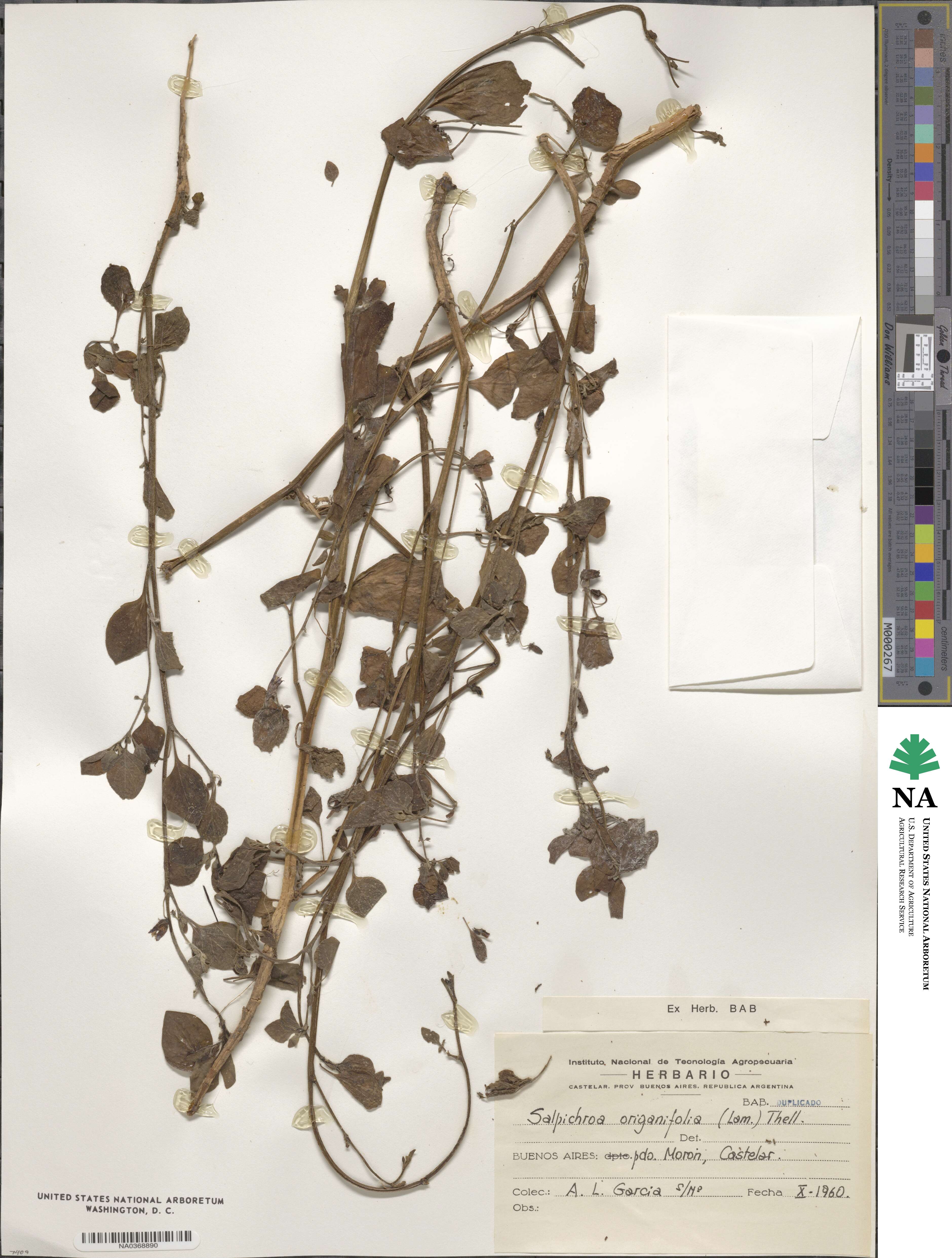 Salpichroa origanifolia image