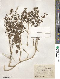 Salpichroa origanifolia image