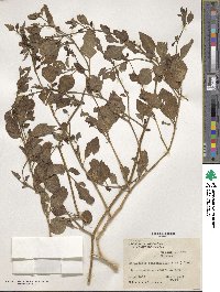 Salpichroa origanifolia image