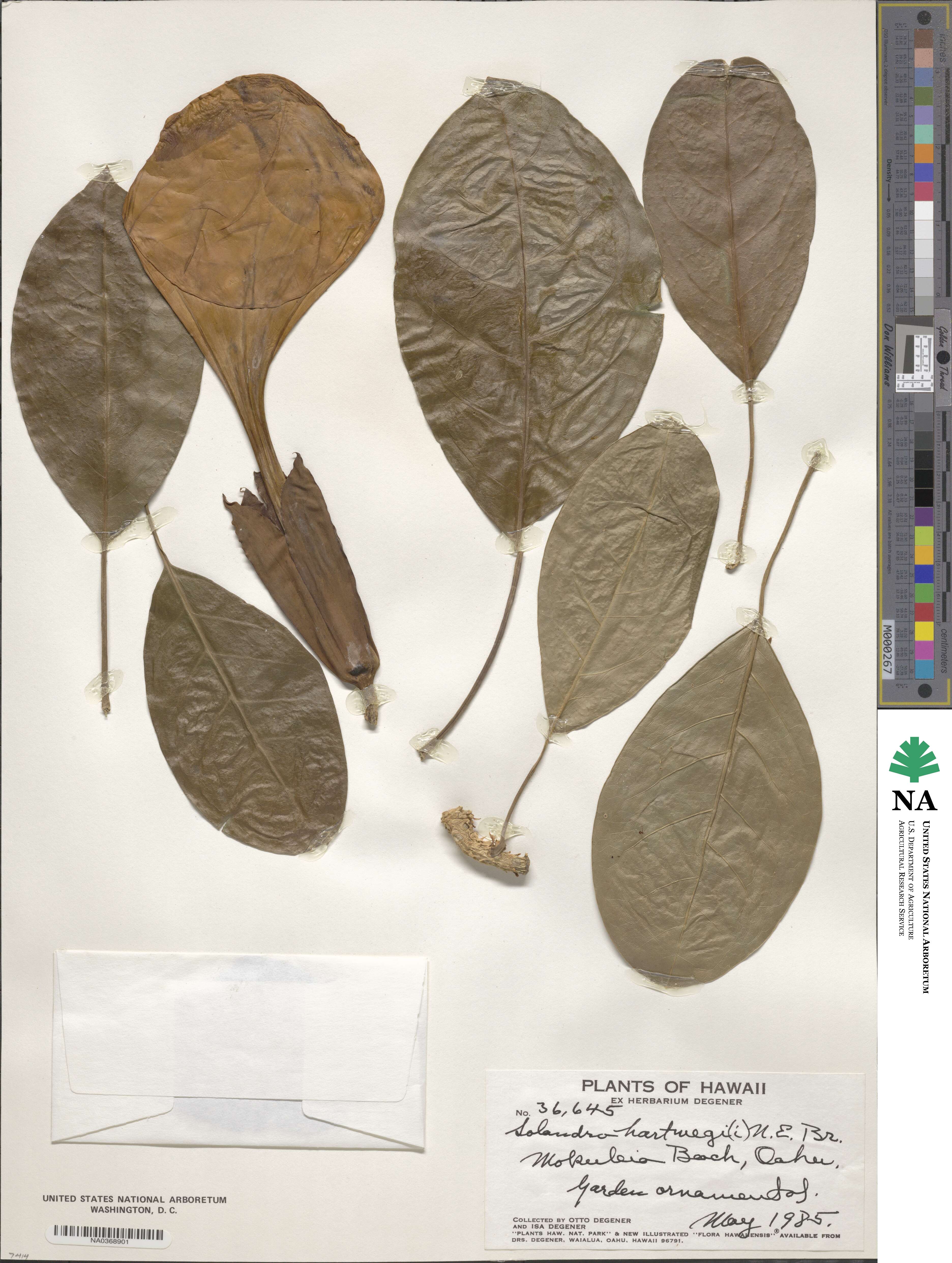 Solandra maxima image