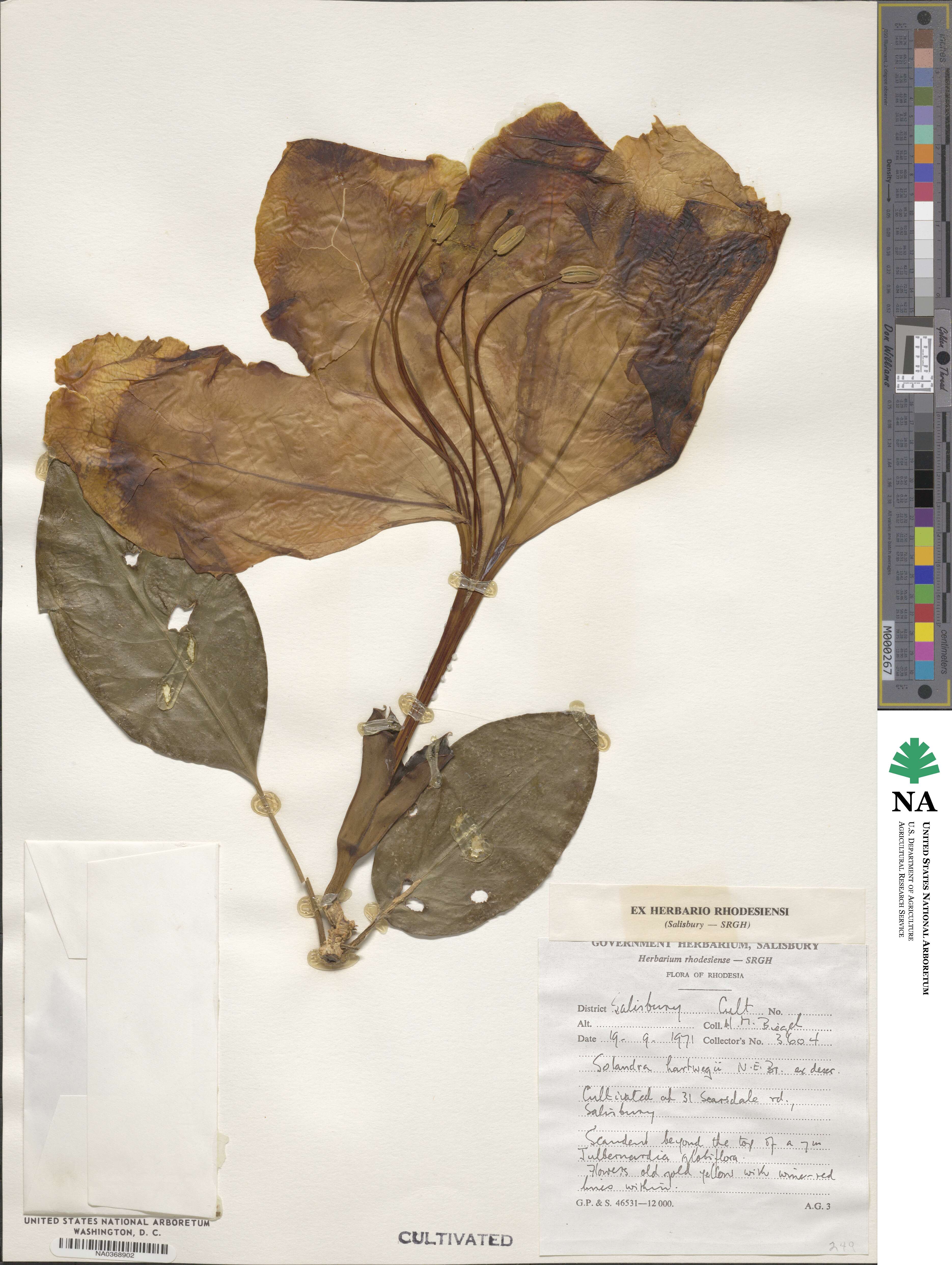 Solandra maxima image