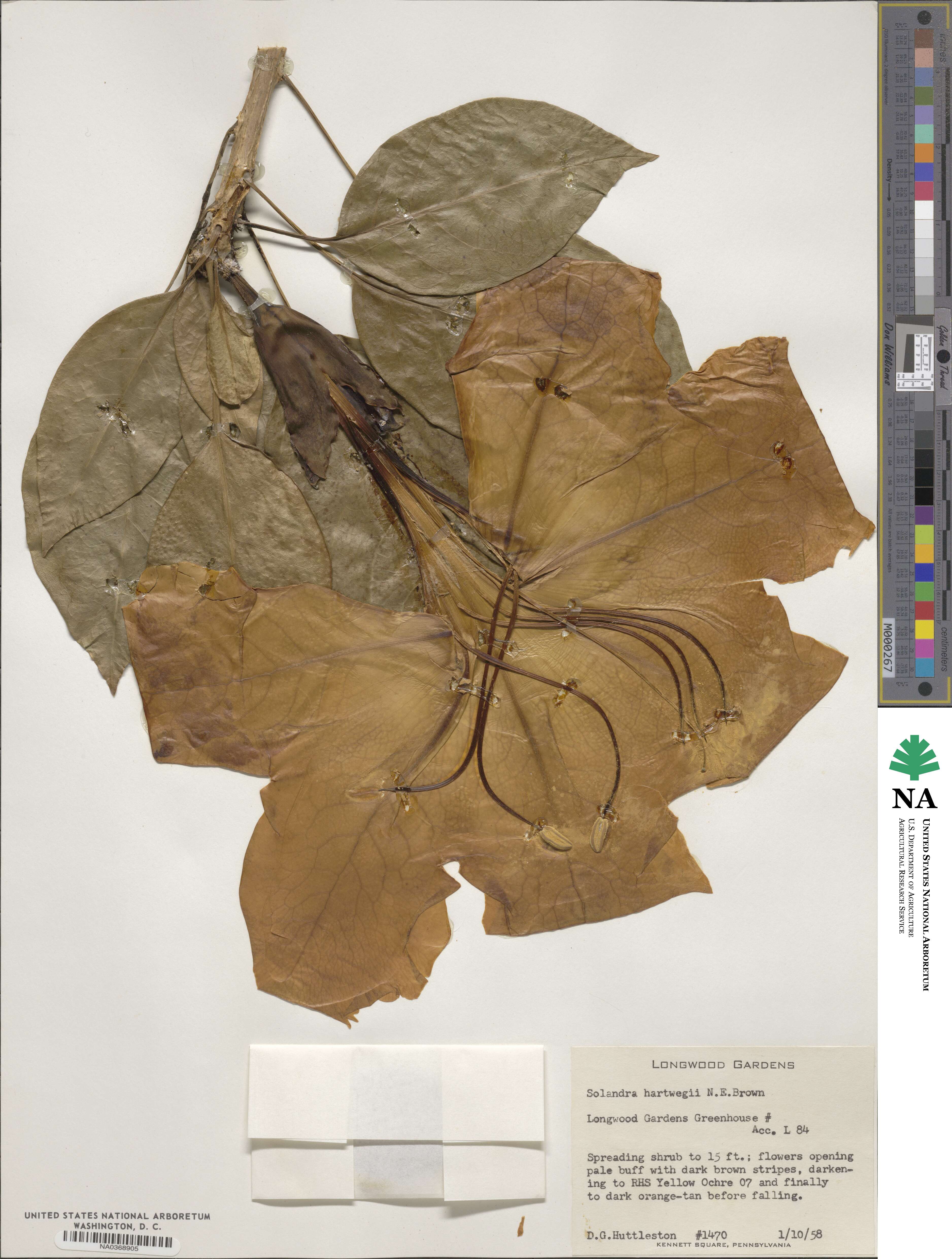 Solandra maxima image