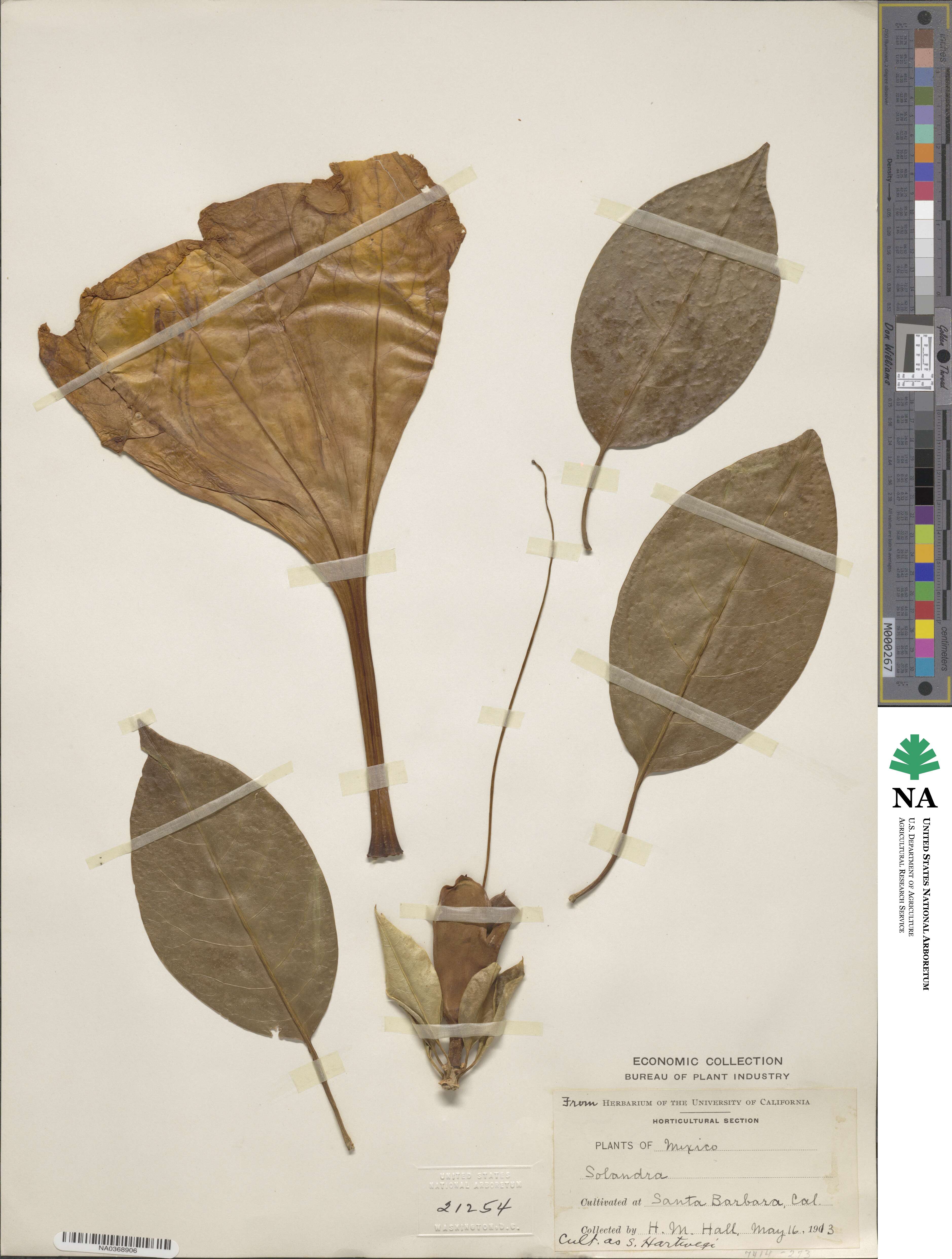 Solandra maxima image
