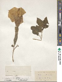 Image of Datura innoxia