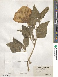 Datura innoxia image