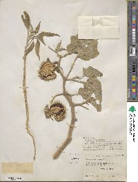 Datura innoxia image