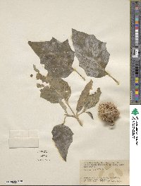 Datura innoxia image