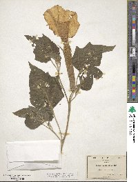 Datura innoxia image