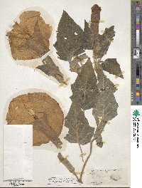 Datura innoxia image