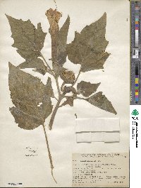 Datura innoxia image