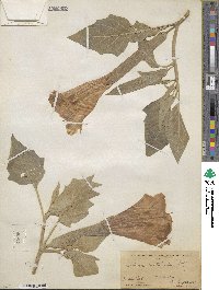 Datura innoxia image