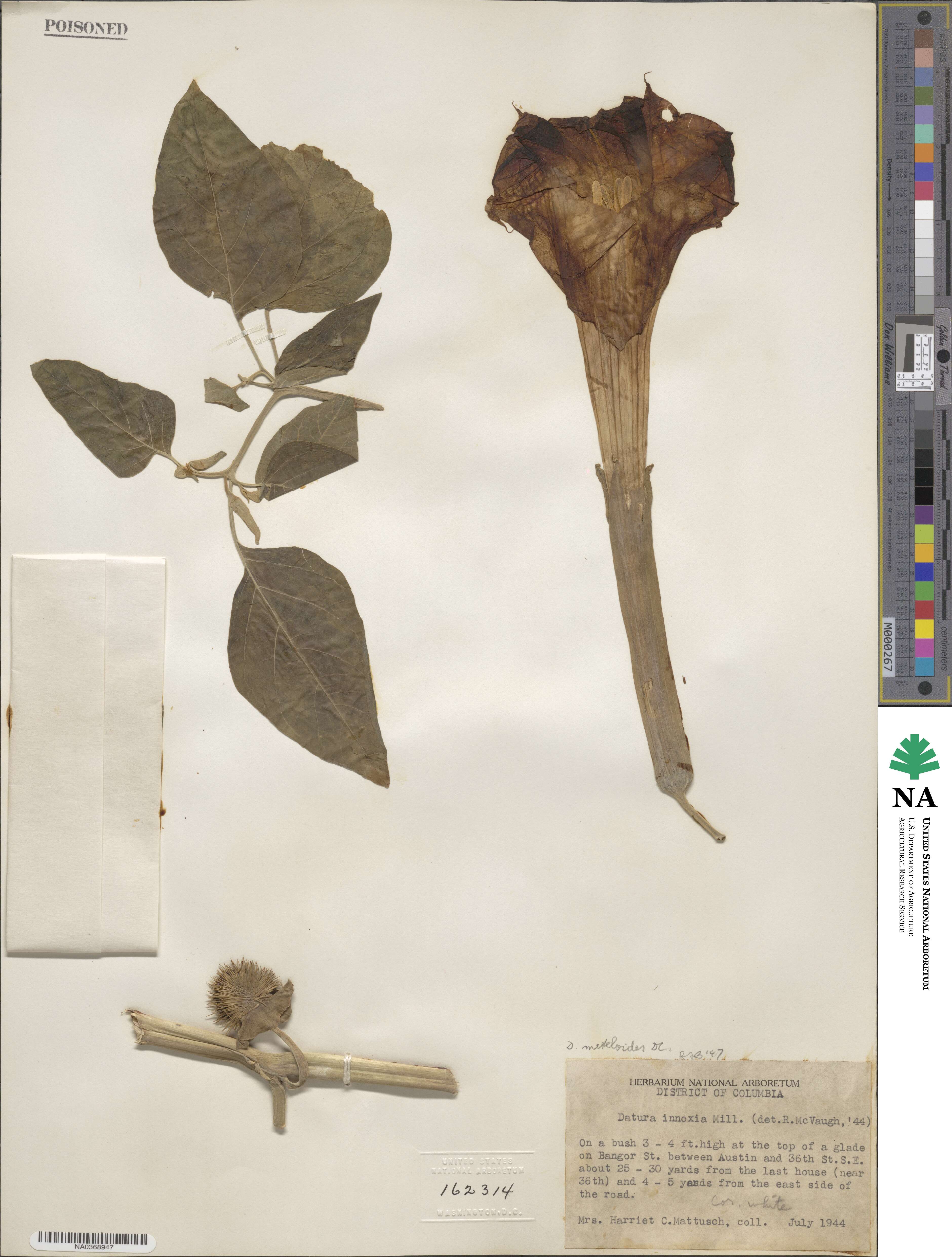 Datura innoxia image