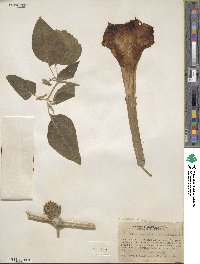 Datura innoxia image