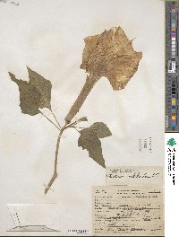 Datura innoxia image