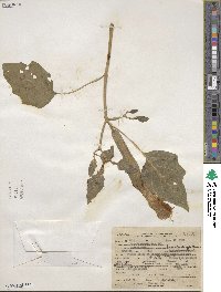 Datura innoxia image