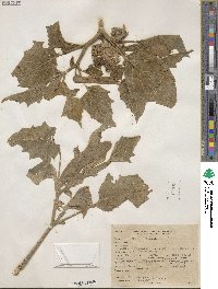 Datura innoxia image