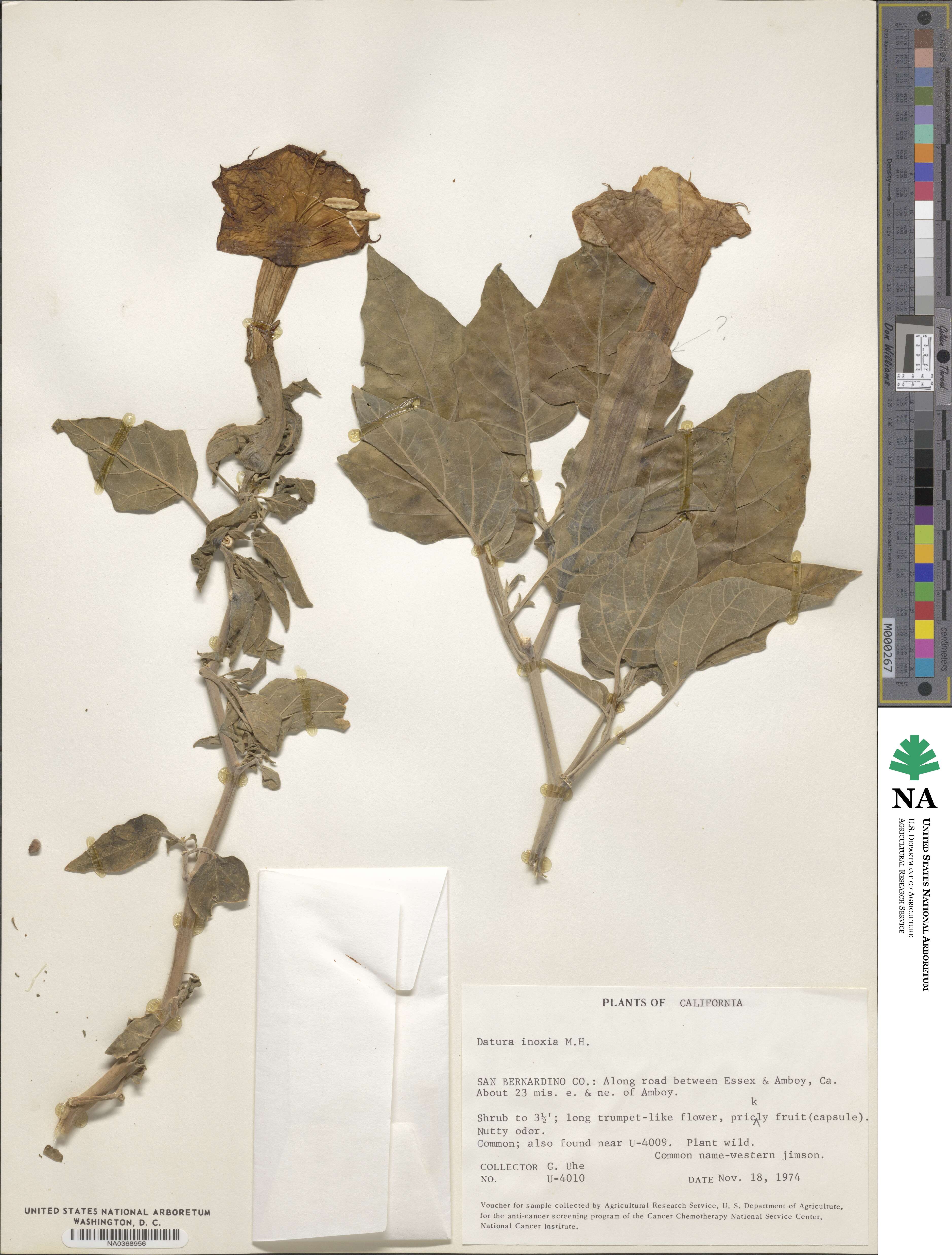 Datura image