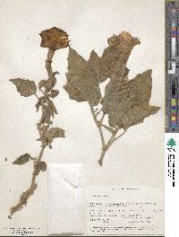 Datura innoxia image