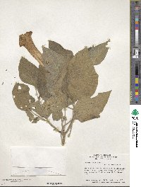 Datura innoxia image