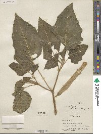 Datura innoxia image