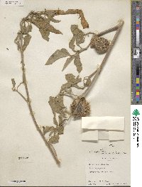 Datura innoxia image