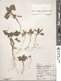 Datura discolor image