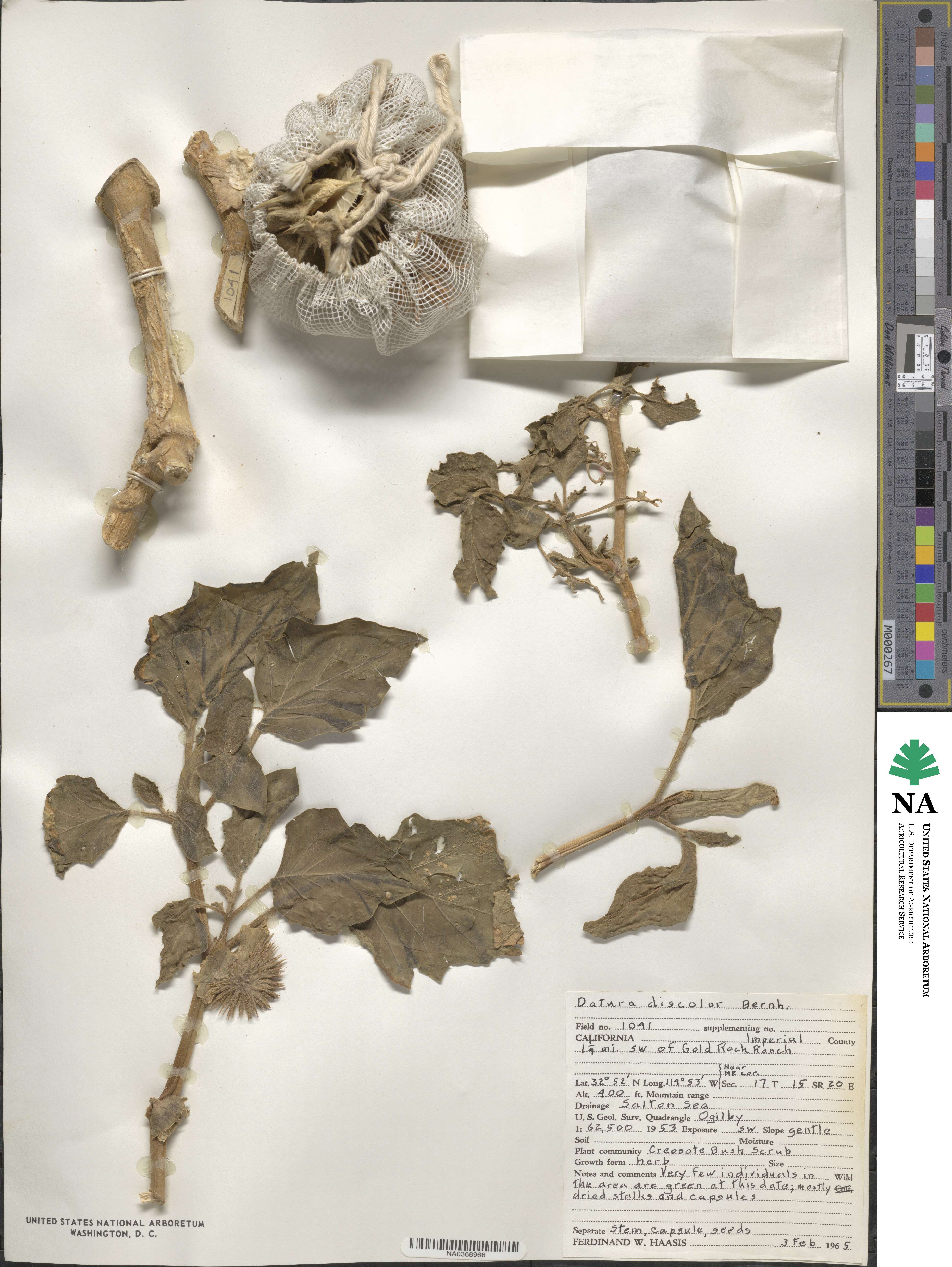 Datura discolor image