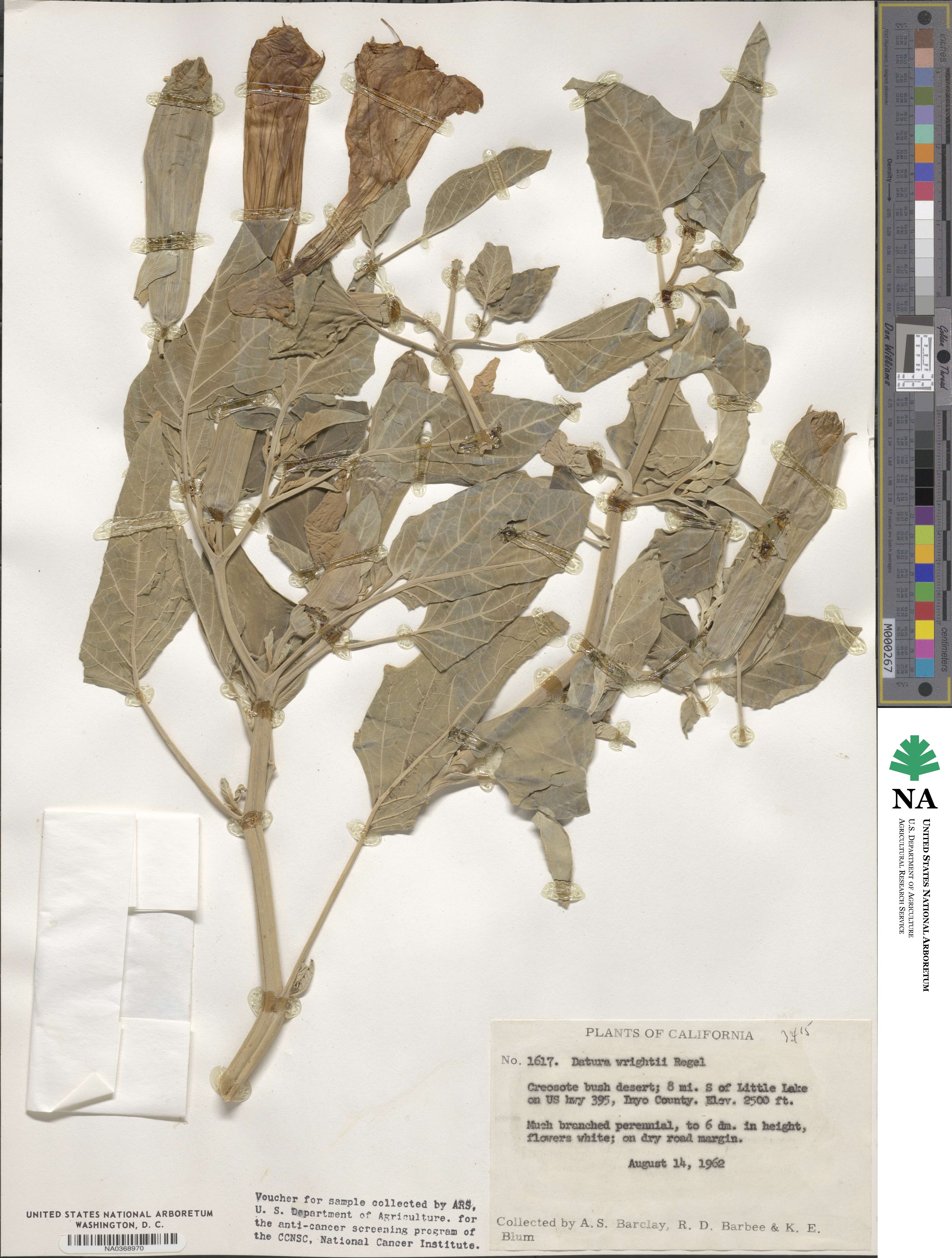 Datura wrightii image