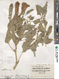 Image of Datura wrightii