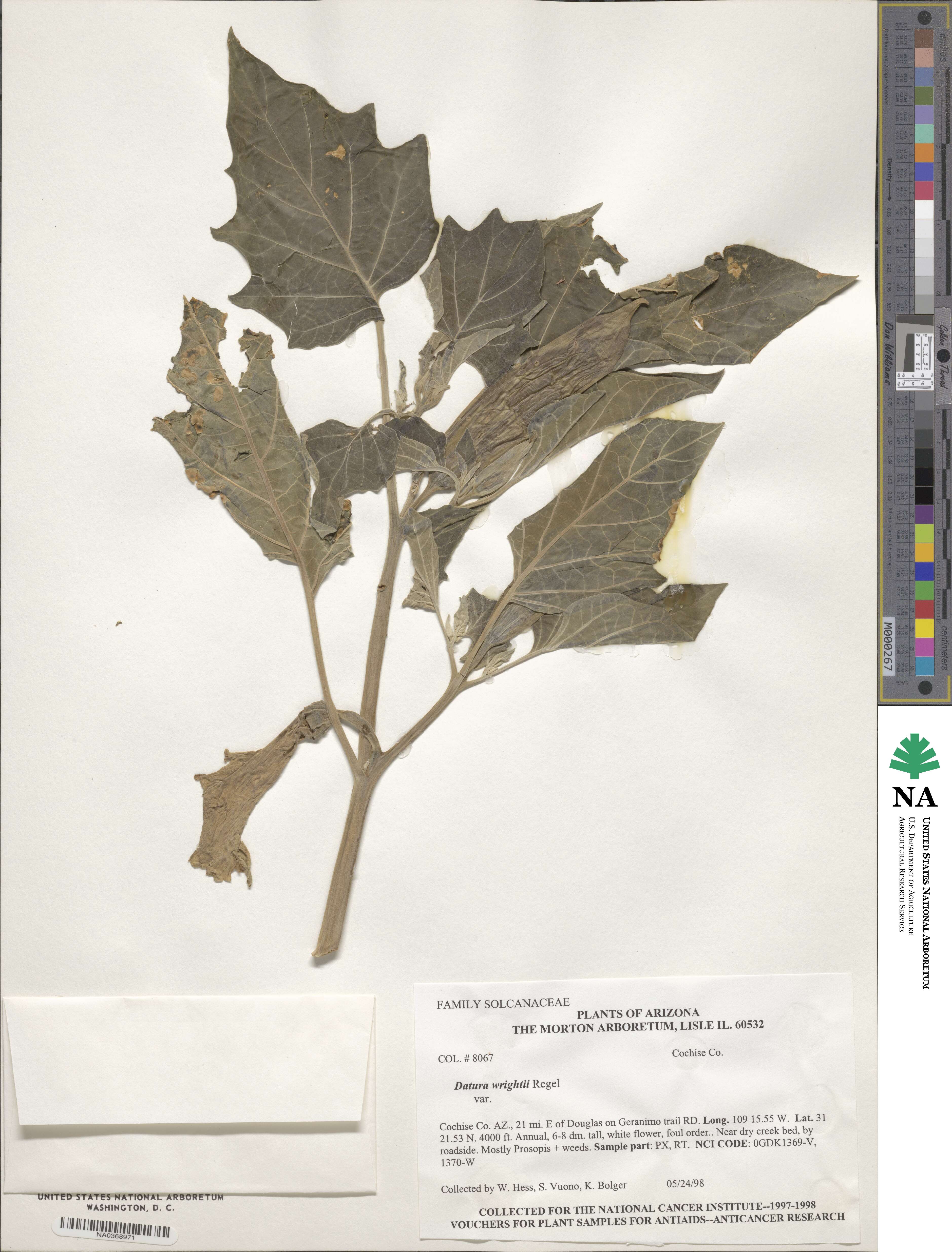 Datura wrightii image