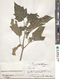 Datura wrightii image