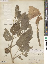 Datura wrightii image