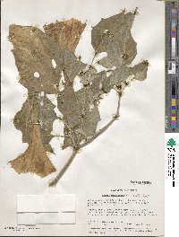 Datura wrightii image