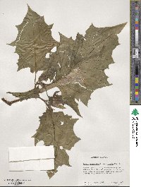 Datura stramonium image