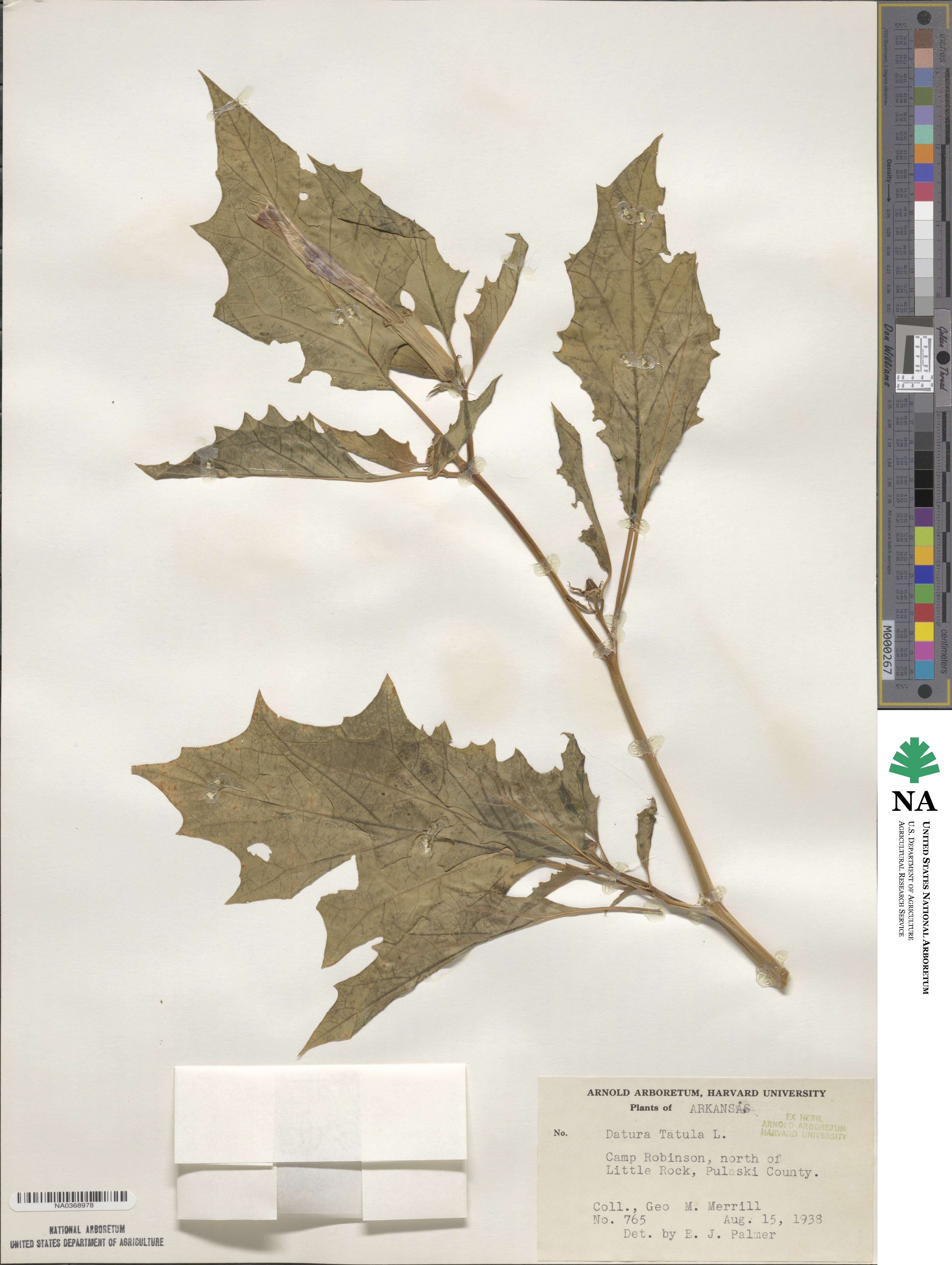 Datura stramonium image