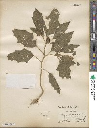 Datura stramonium image