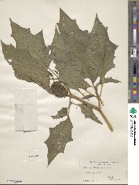 Datura stramonium image