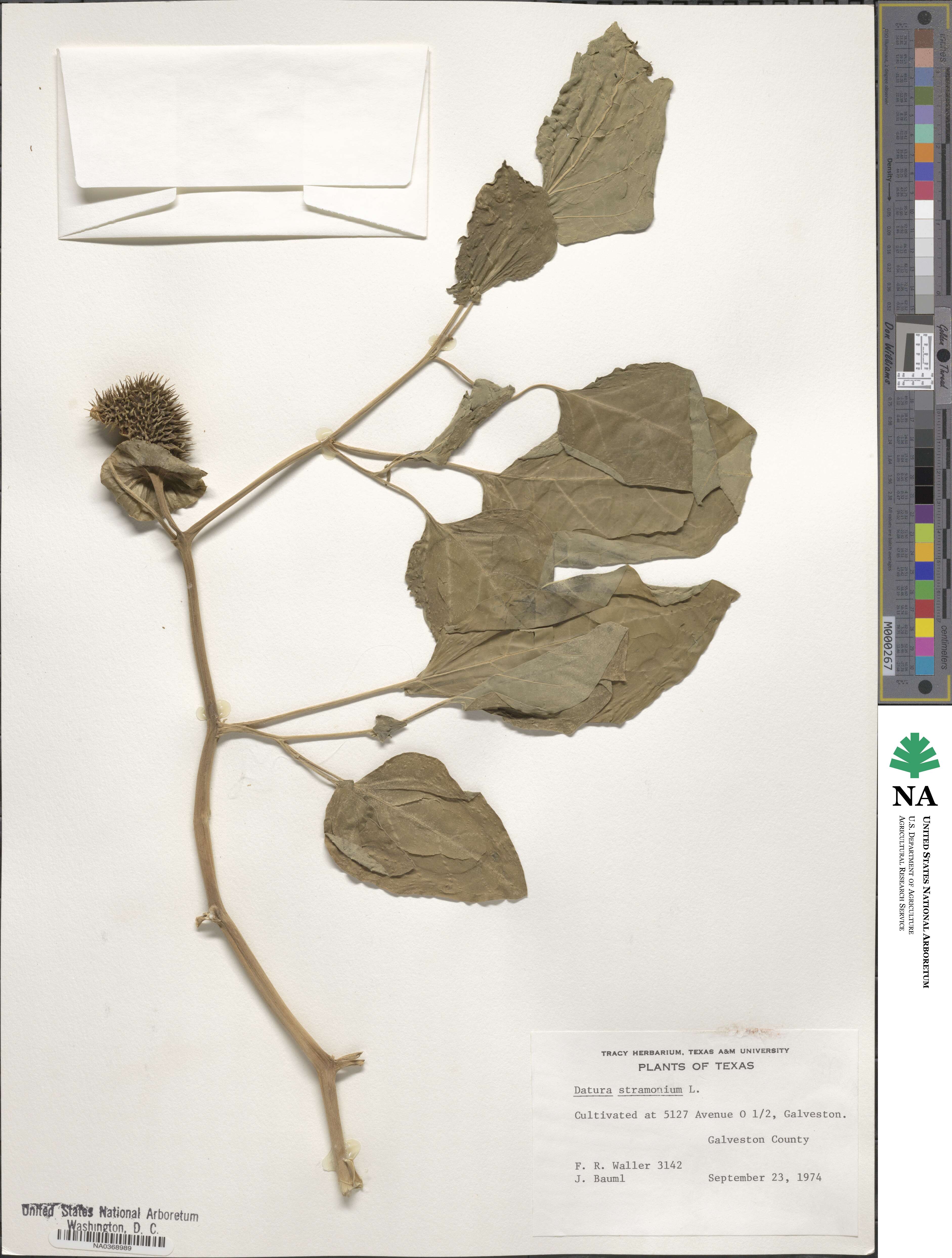 Datura stramonium image