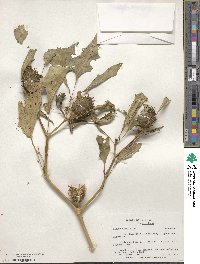 Datura stramonium image